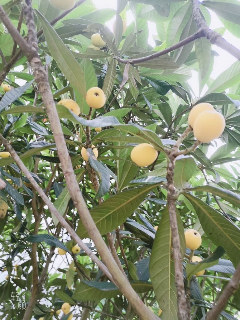 白玉枇杷塘栖白玉枇杷，红中枇杷，自己家种的枇杷