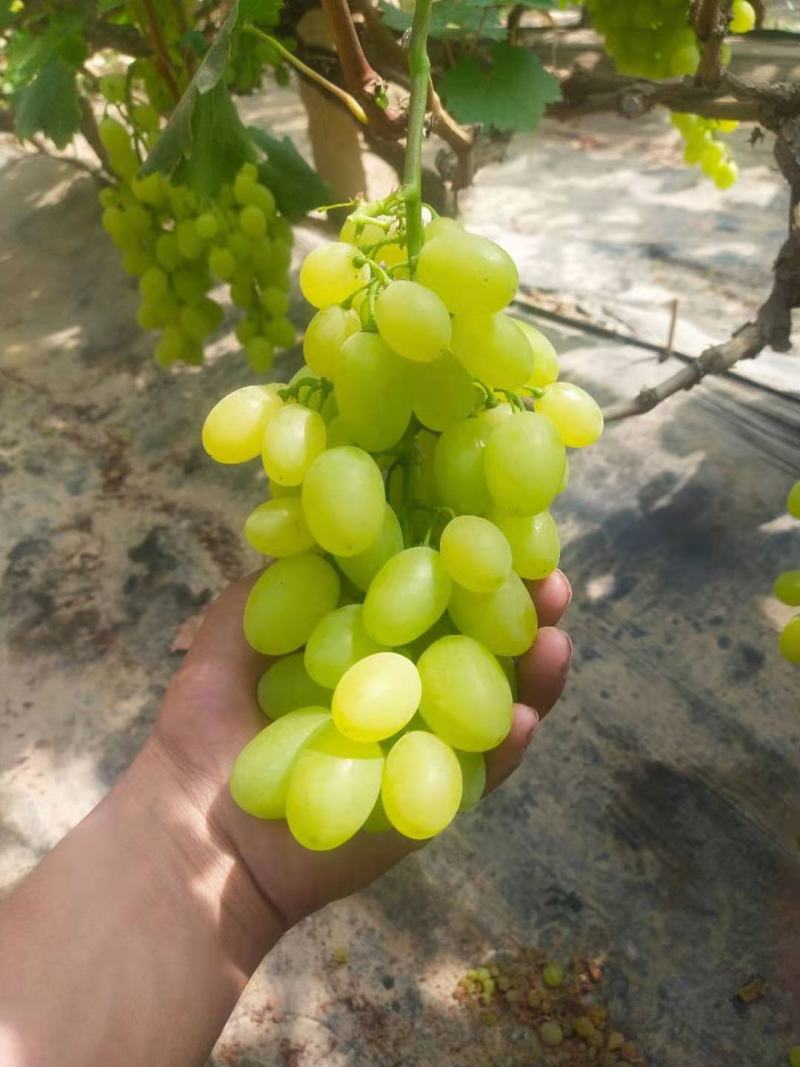 维多利亚葡萄