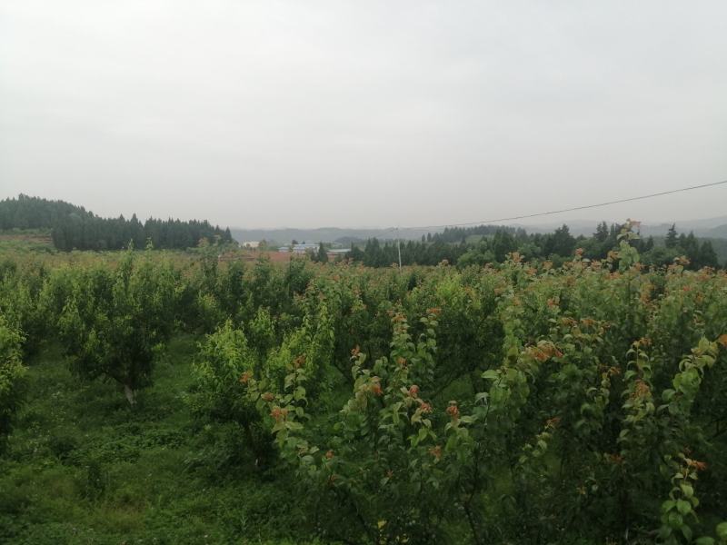 四川德阳半边红李，又叫《茵红李》李子味浓纯正，基地种植。