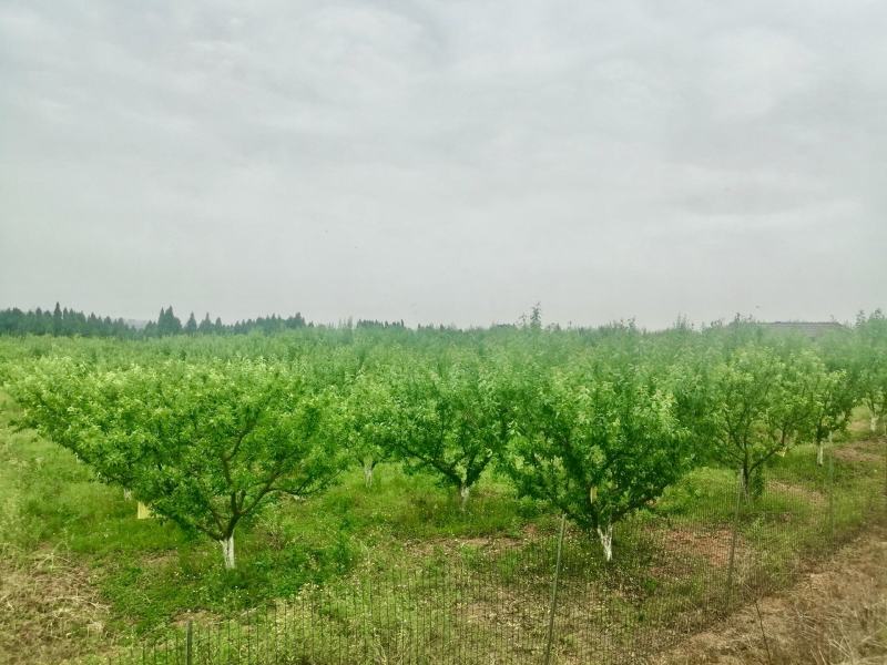 四川德阳半边红李，又叫《茵红李》李子味浓纯正，基地种植。