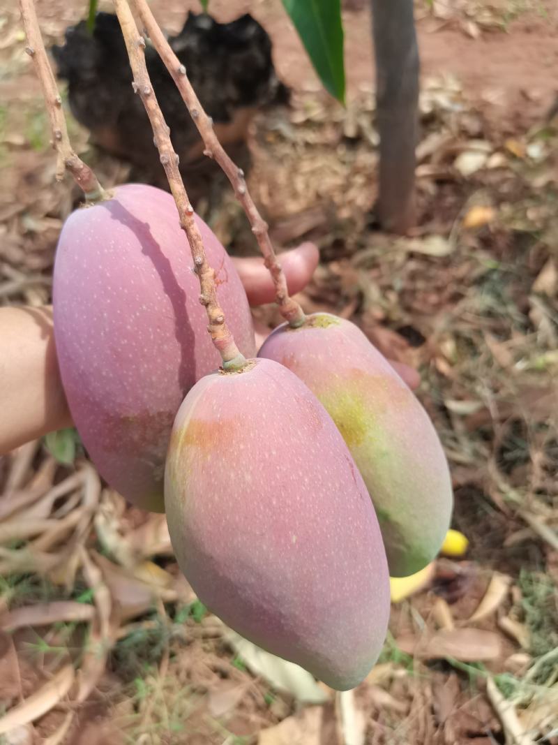 云南元江贵妃芒果，现采现发，一手货源，口感甜，粉度高