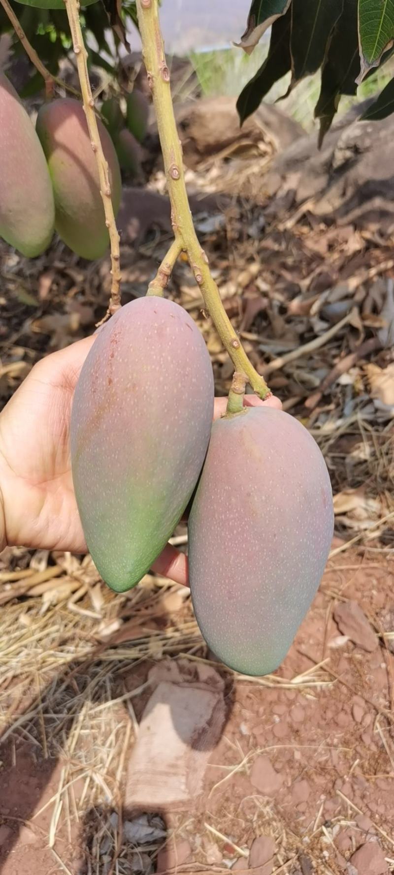云南元江贵妃芒果，现采现发，一手货源，口感甜，粉度高