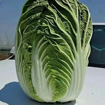 大量供應上市，黄心大白菜，走市厂，入冷庫裡面，