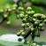 【花椒】四川青花椒江津新鲜藤椒一件60斤