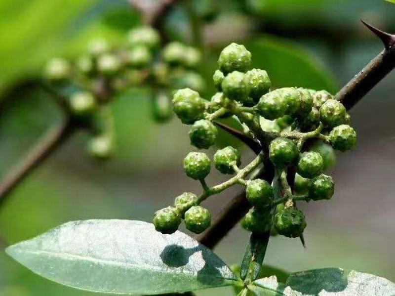 【花椒】四川青花椒江津新鲜藤椒一件60斤