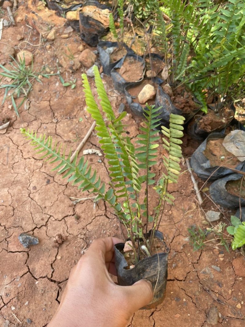 肾蕨场地自产自销质量好服务有保障可以协助找车