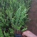 肾蕨场地自产自销质量好服务有保障可以协助找车