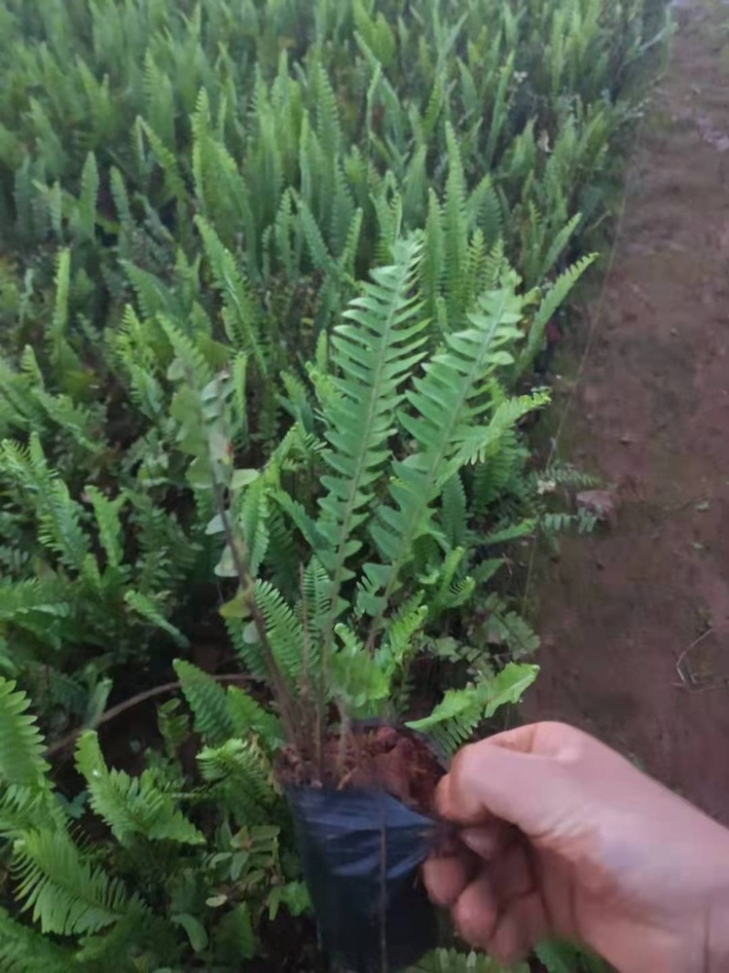 肾蕨场地自产自销质量好服务有保障可以协助找车
