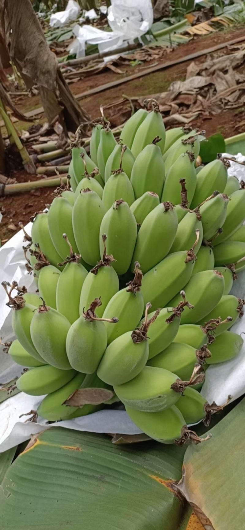 苹果蕉