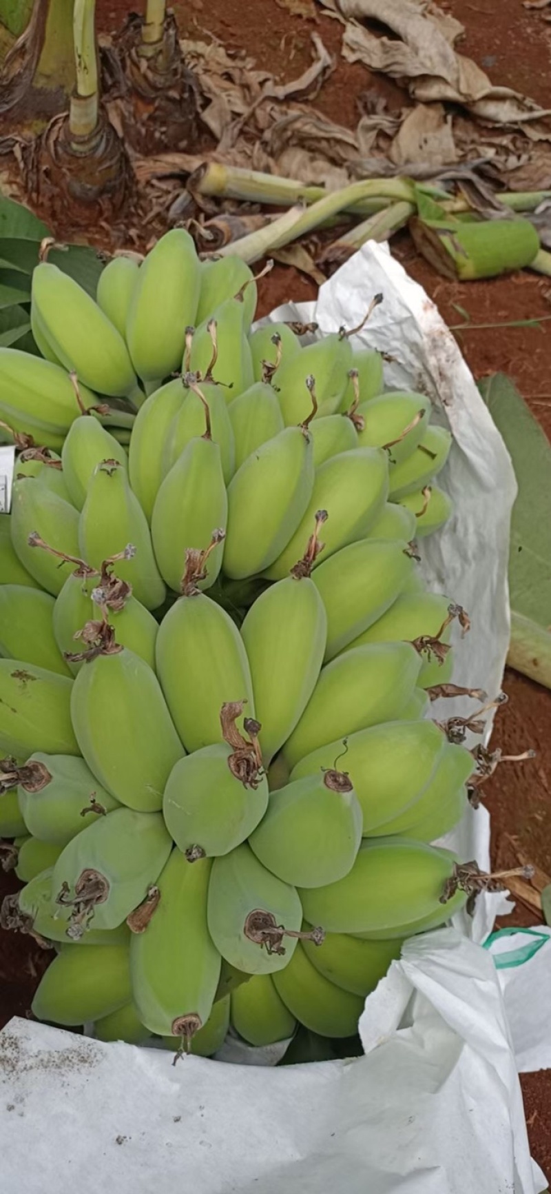 苹果蕉