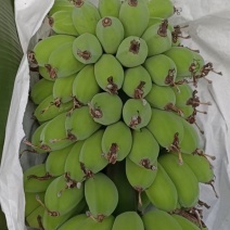 苹果蕉