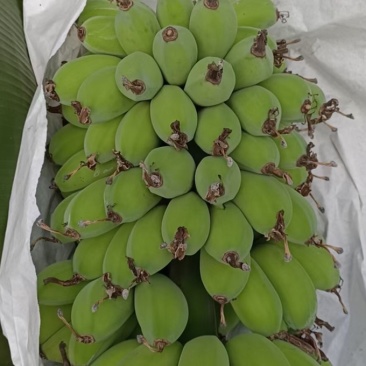 苹果蕉