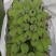苹果蕉
