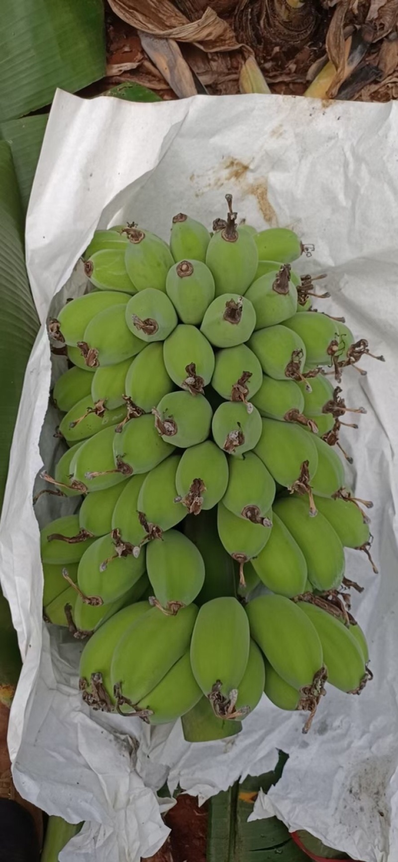 苹果蕉