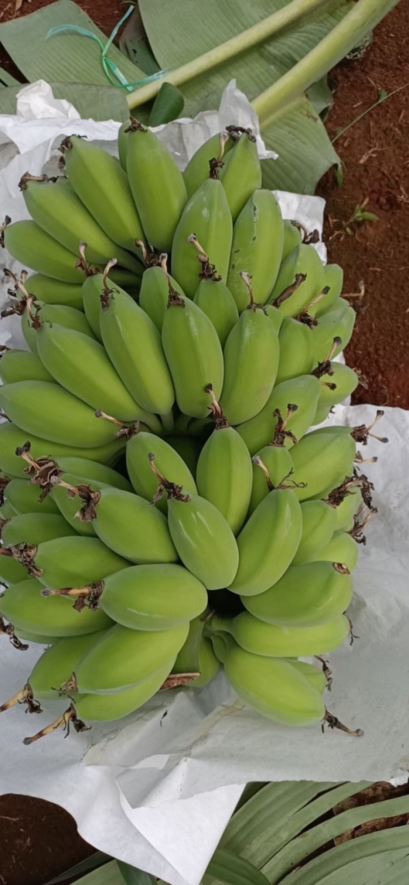 苹果蕉