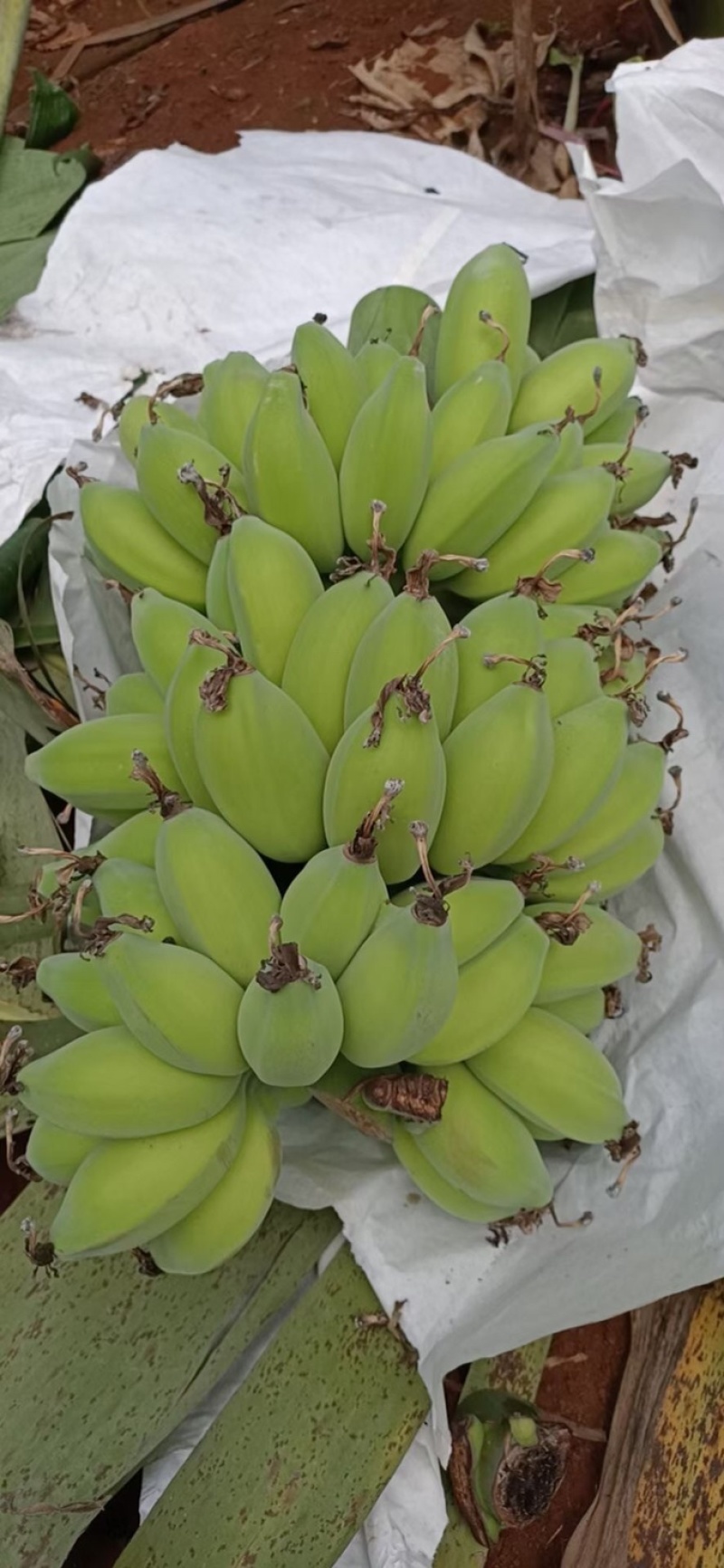 苹果蕉