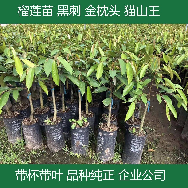果树苗嫁接榴莲树苗泰国榴莲苗猫山王金枕头南方种植地栽当年
