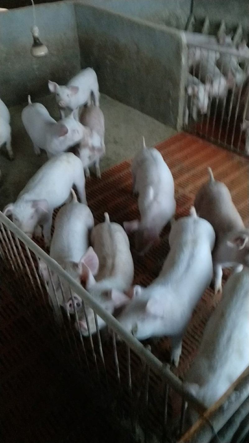 【福建驿站】三元仔猪出售体型健壮品种纯正防疫严格
