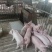 【福建驿站】三元仔猪出售体型健壮品种纯正防疫严格
