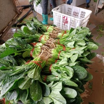 菠菜