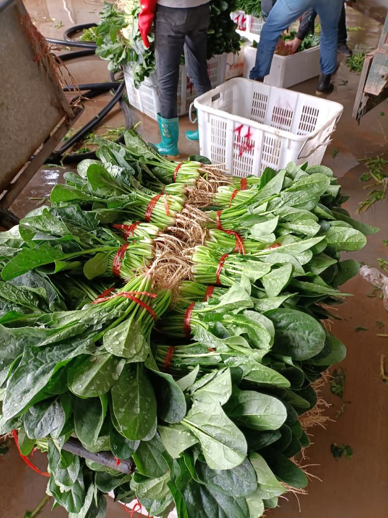 菠菜