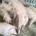 【陕西驿站】仔猪苗出售10-30公斤三元猪苗健康猪