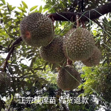 果树苗嫁接榴莲树苗泰国榴莲苗猫山王金枕头南方种植地栽当年