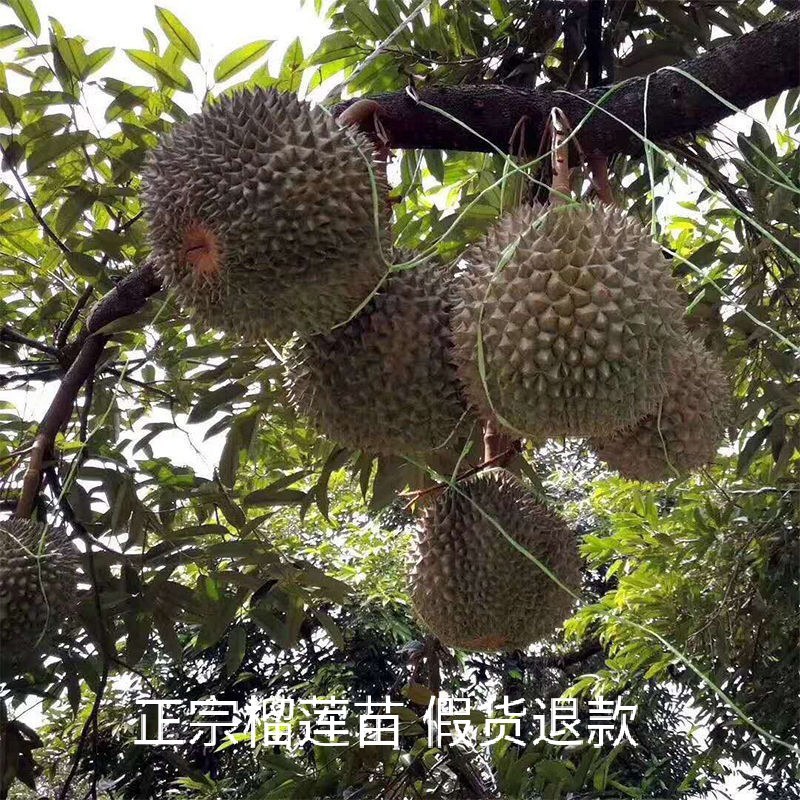 果树苗嫁接榴莲树苗泰国榴莲苗猫山王金枕头南方种植地栽当年