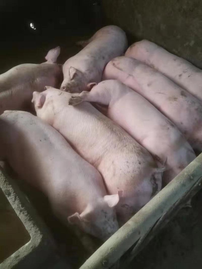 【江西驿站】出售育肥小猪苗10-50公斤三元仔猪