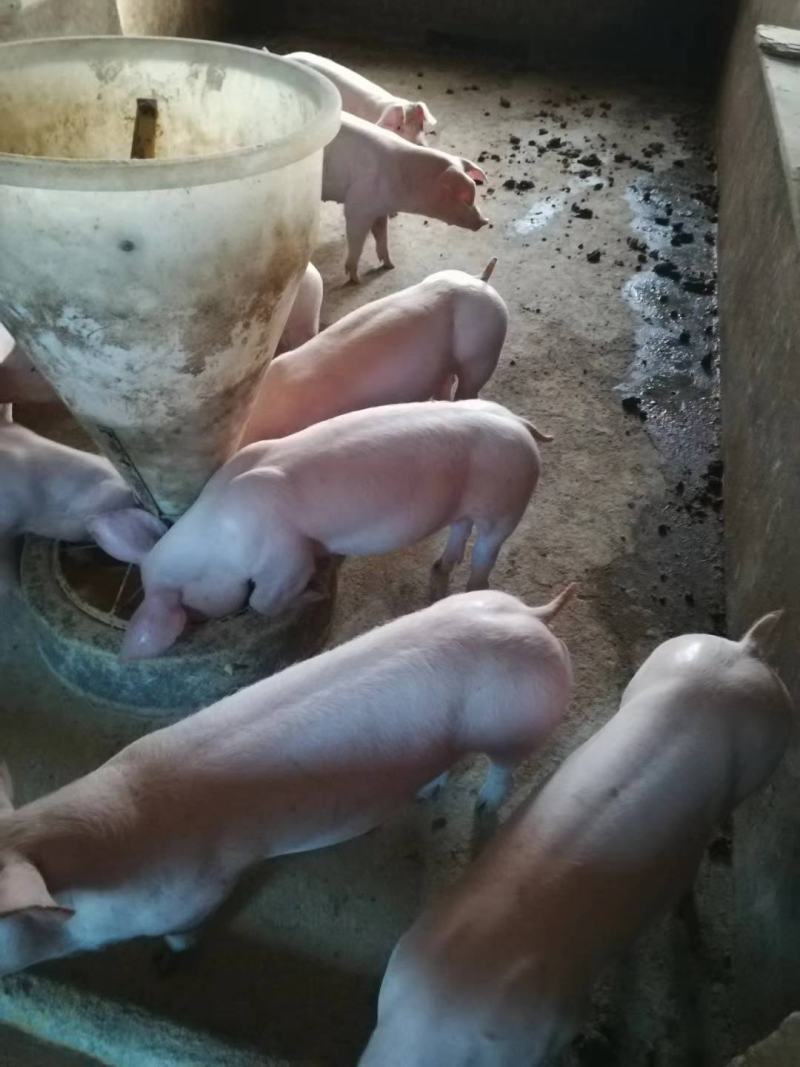 【江西驿站】出售育肥小猪苗10-50公斤三元仔猪