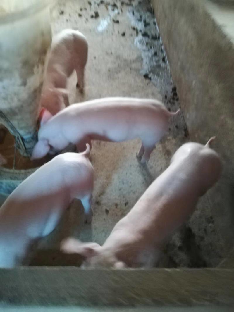 【江西驿站】出售育肥小猪苗10-50公斤三元仔猪
