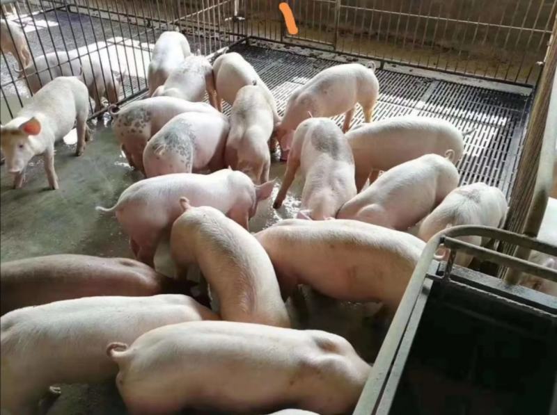 【江西驿站】出售育肥小猪苗10-50公斤三元仔猪