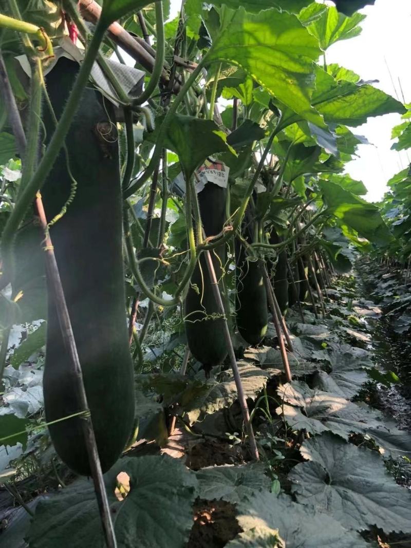 基地直销冬瓜苗大量有货专业育苗根系发达耐运输存活率高
