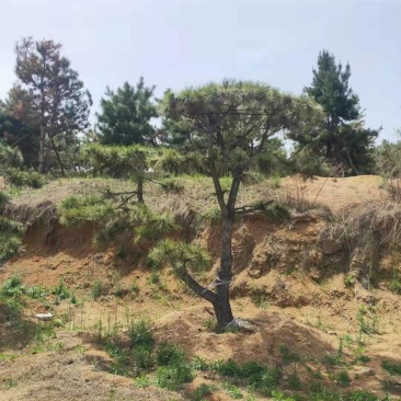 三米造型松造型黑松成活三年叶片好层次分明