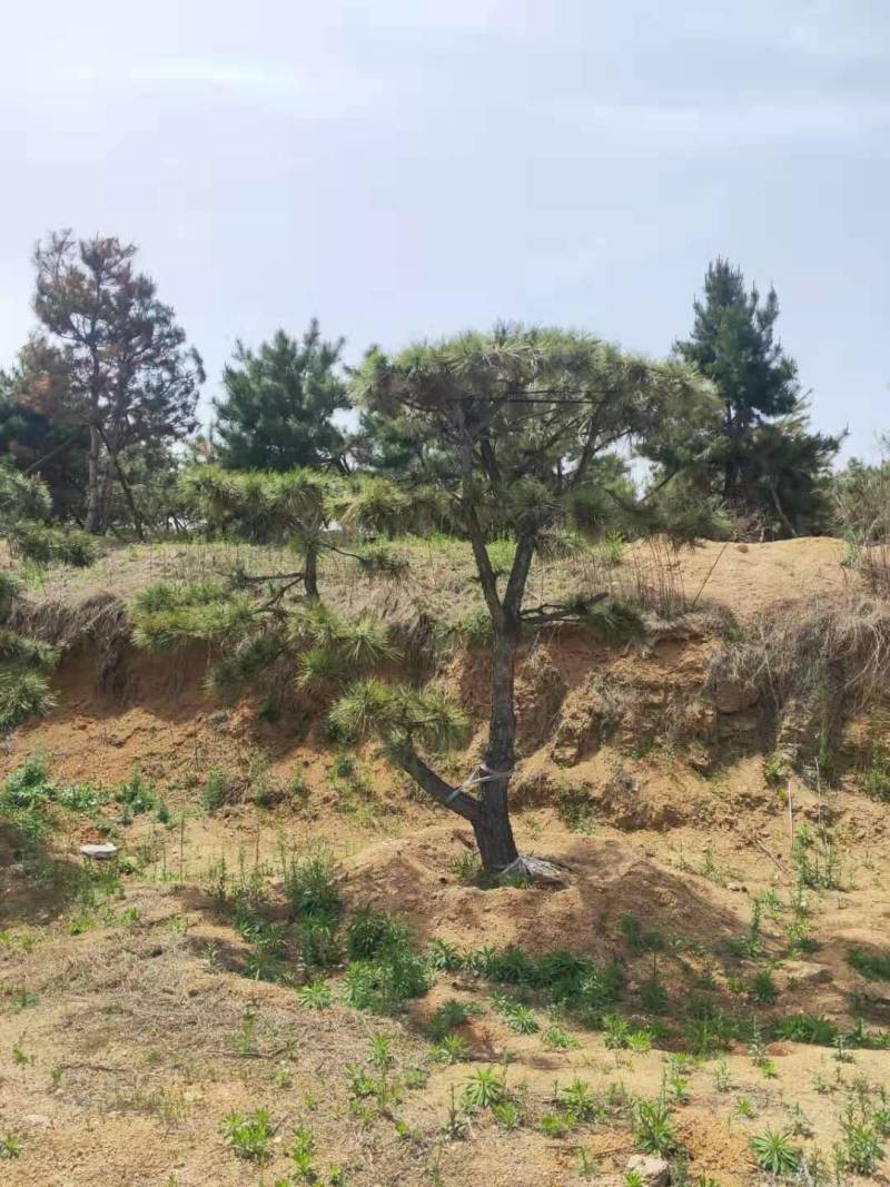三米造型松造型黑松成活三年叶片好层次分明