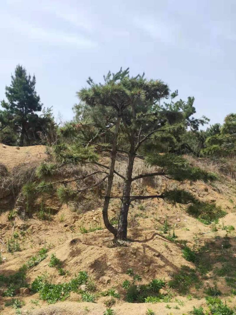 三米造型松造型黑松成活三年叶片好层次分明