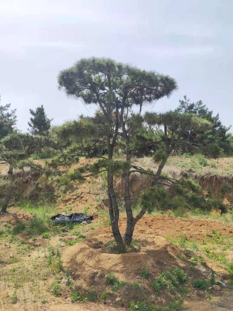 三米造型松造型黑松成活三年叶片好层次分明