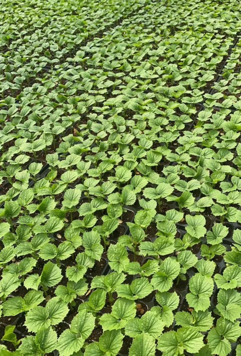 苦瓜苗育苗基地大量有货热销中诚信合作量大优惠