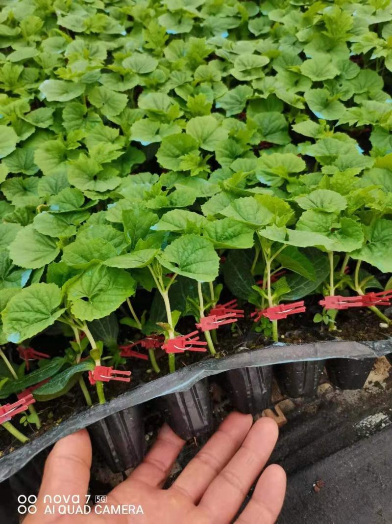 苦瓜苗育苗基地大量有货热销中诚信合作量大优惠