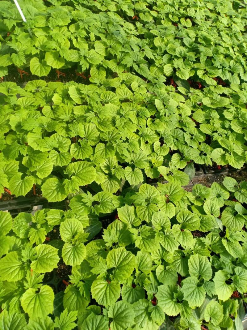 苦瓜苗育苗基地大量有货热销中诚信合作量大优惠