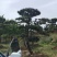 三米造型松造型黑松成活三年叶片好层次分明