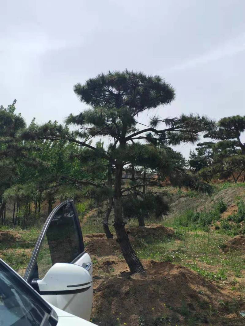 三米造型松造型黑松成活三年叶片好层次分明