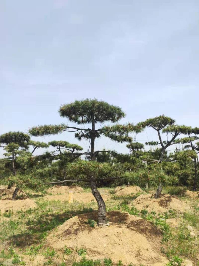 三米造型松造型黑松成活三年叶片好层次分明
