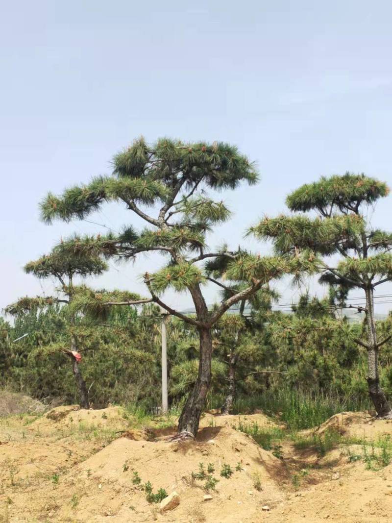 三米造型松造型黑松成活三年叶片好层次分明