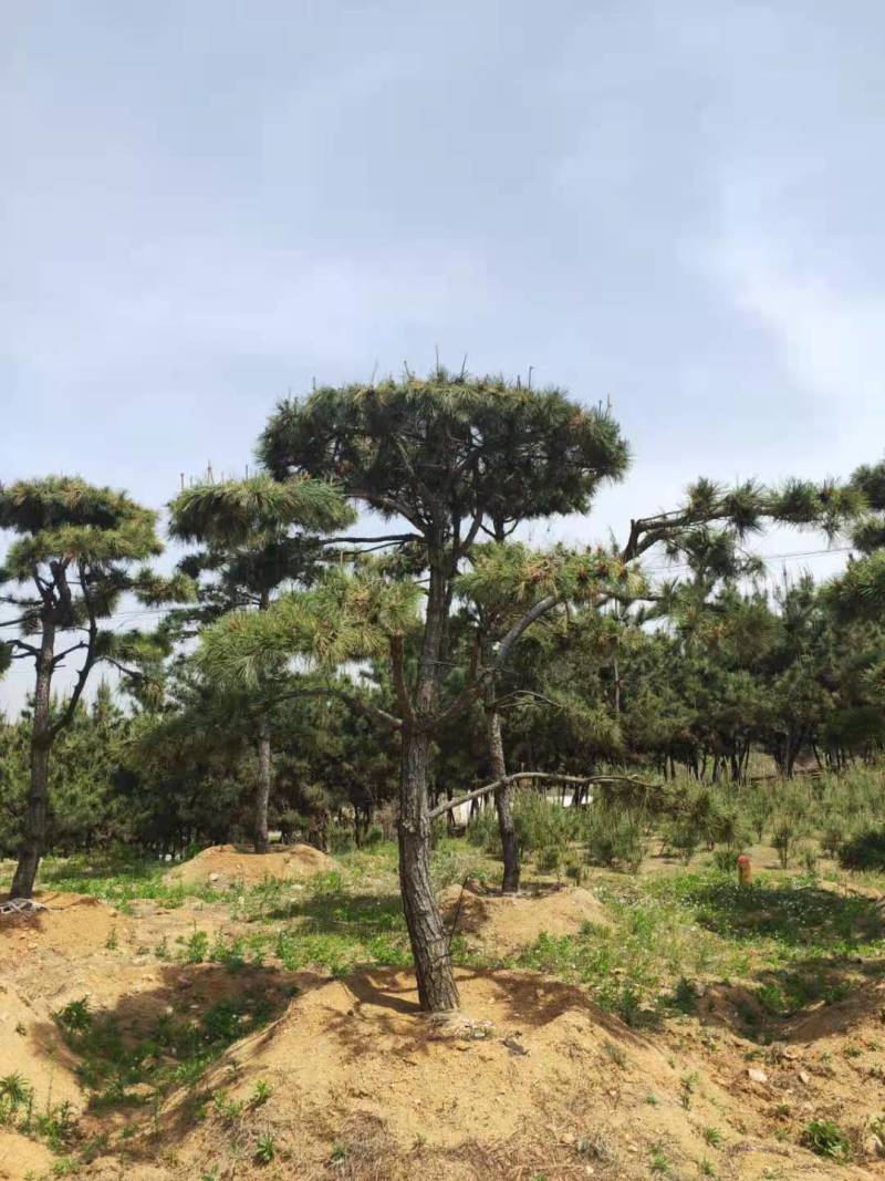 三米造型松造型黑松成活三年叶片好层次分明