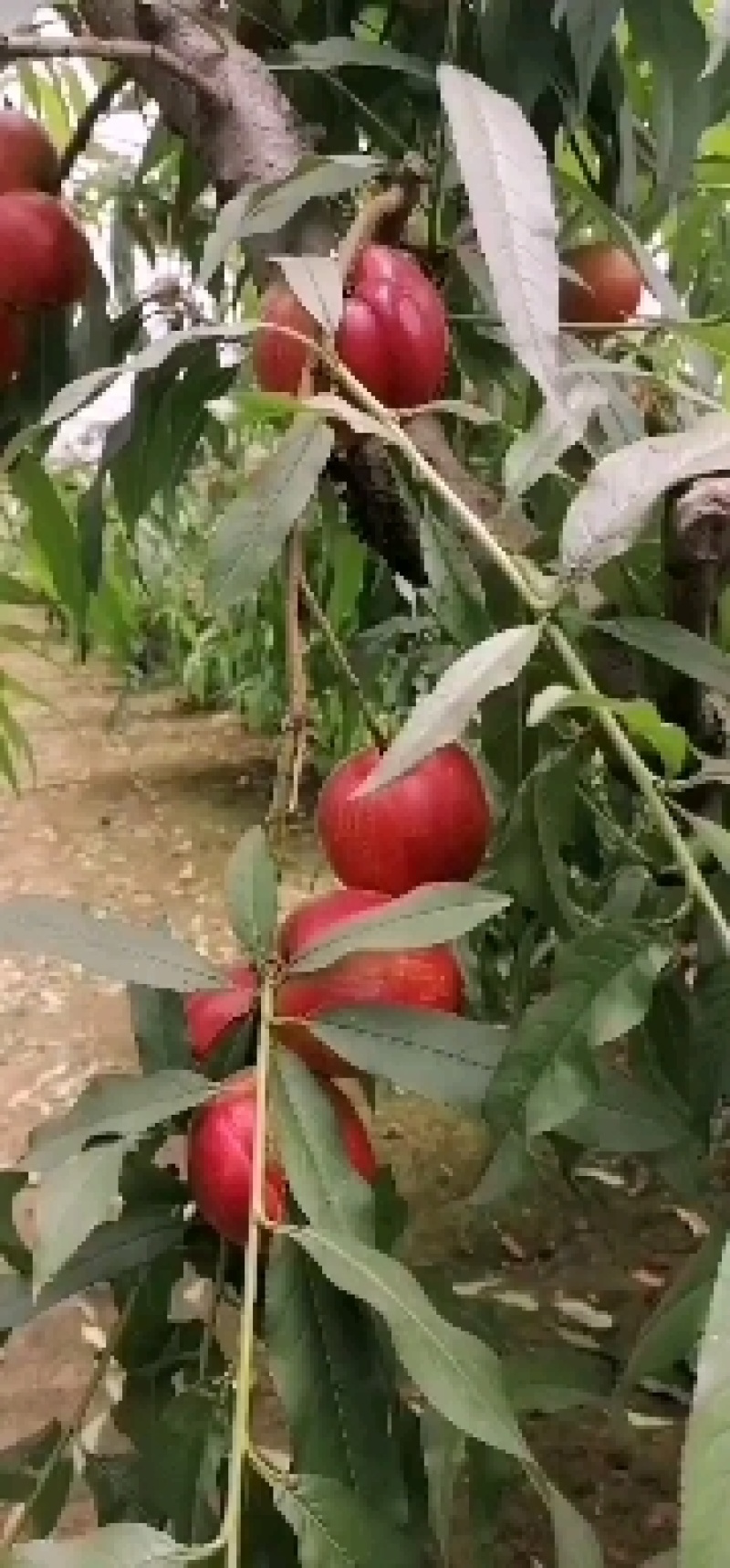 万亩油桃产地，中油4号，个大口感好，欢迎老板前来选购