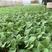茄子紫茄苗大量有货育苗基地直销专业培育健壮耐运输