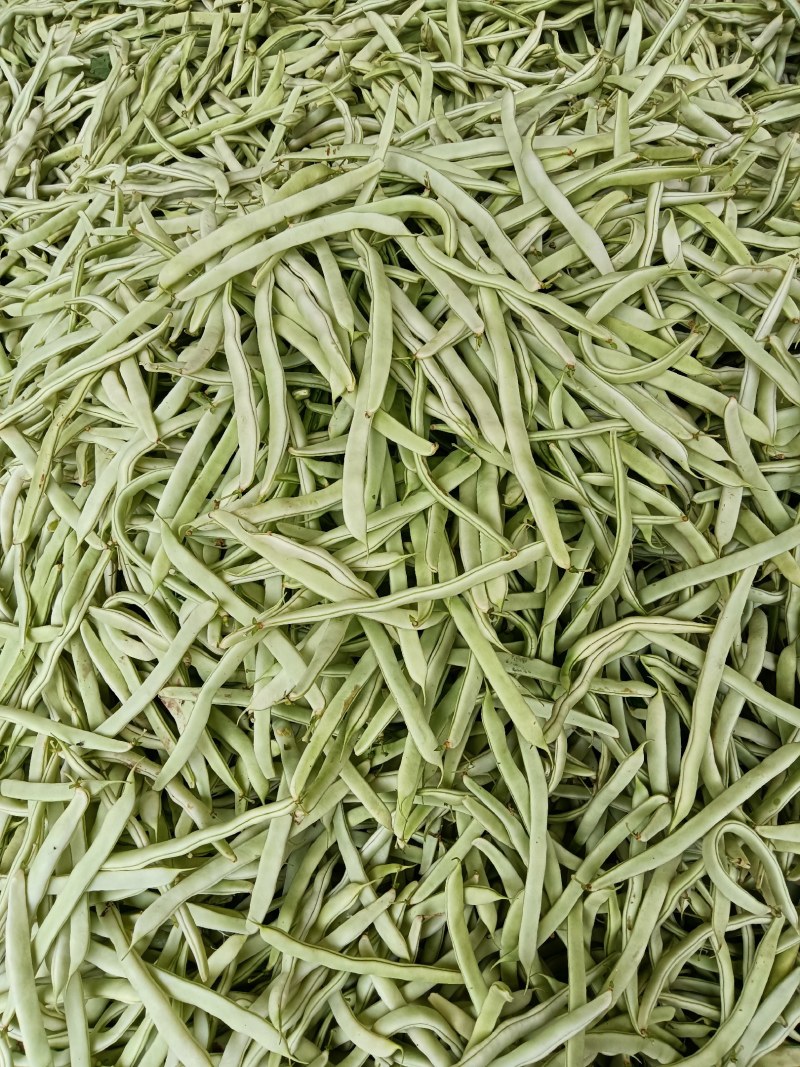 白不老大量上市中