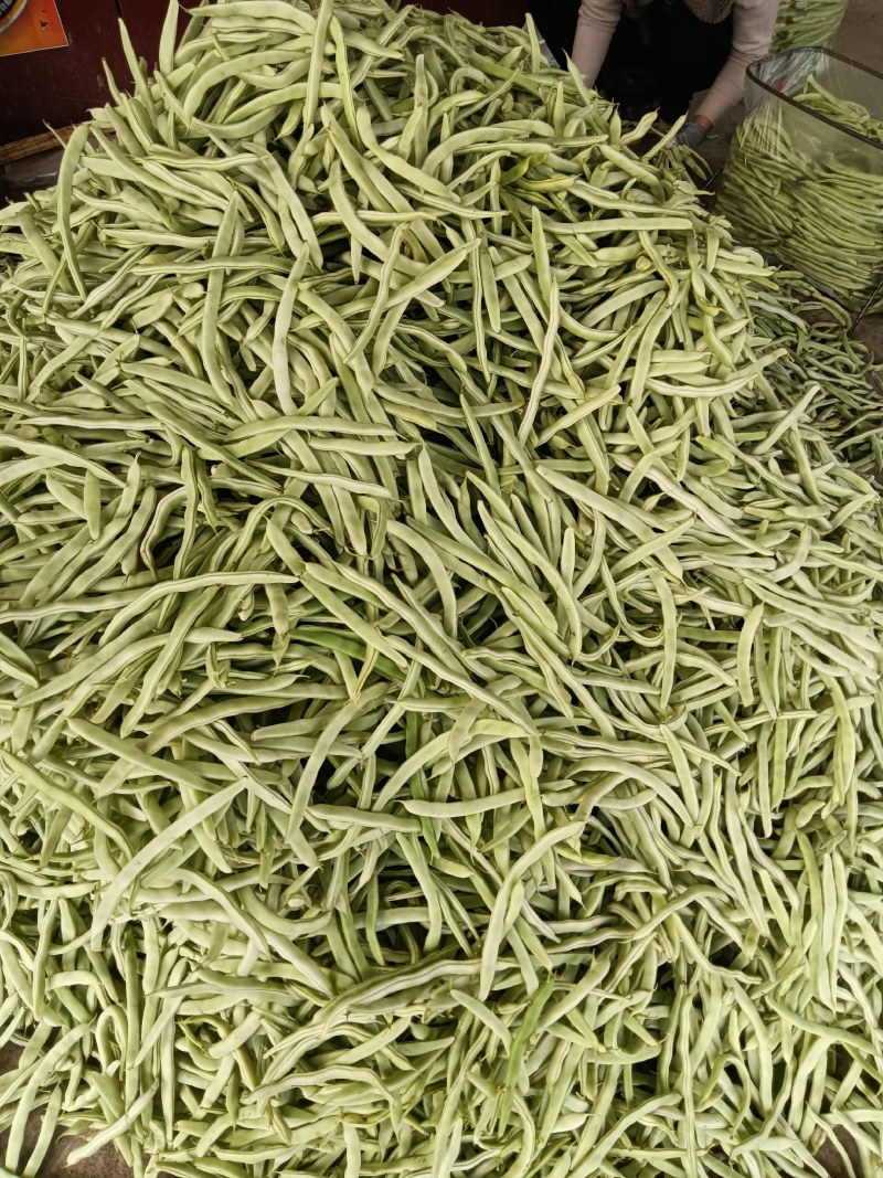 白不老大量上市中