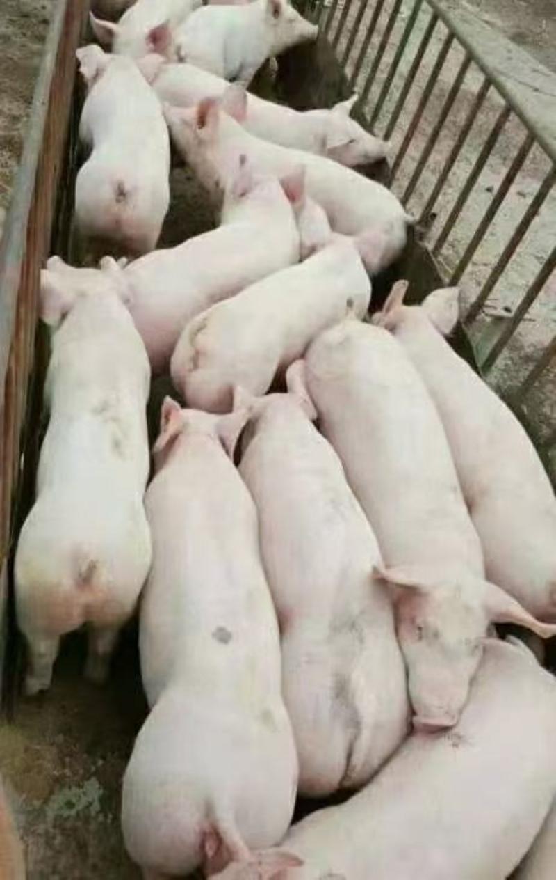 种猪场长白大白苏太种猪防疫齐全健康保障配送到家